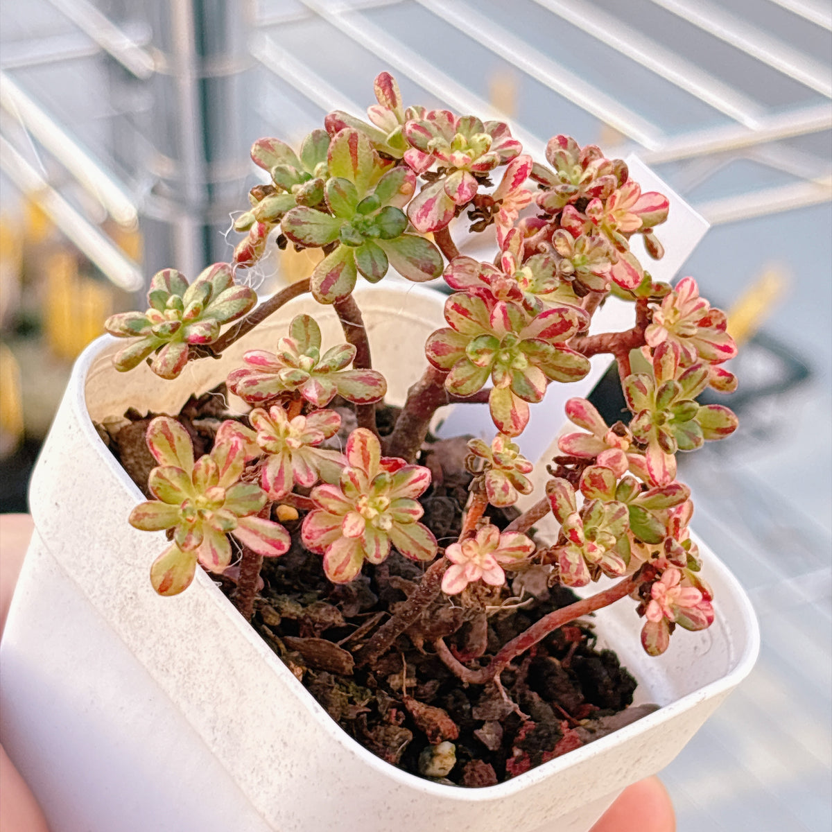 多肉植物