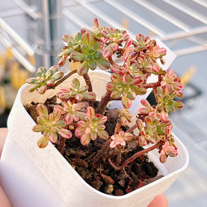 多肉植物
