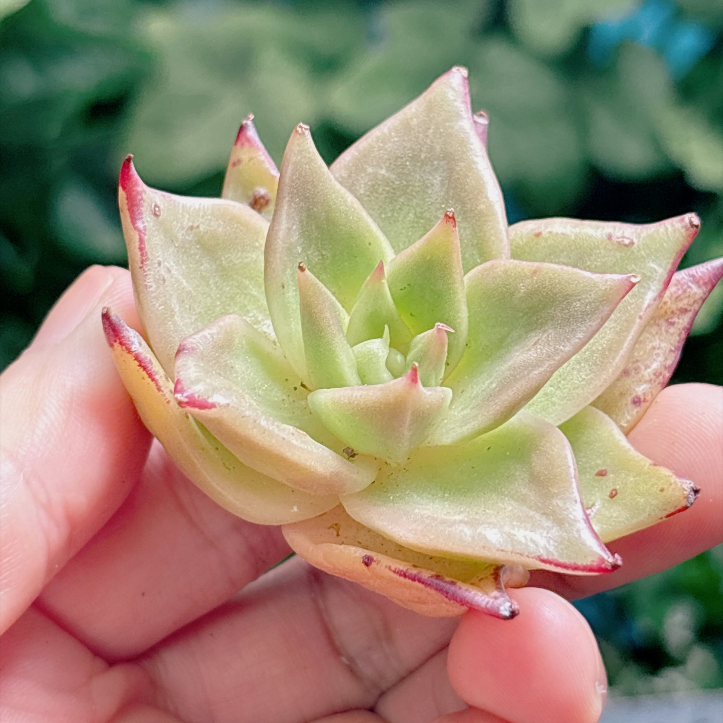 多肉植物
