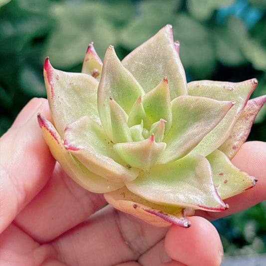 多肉植物