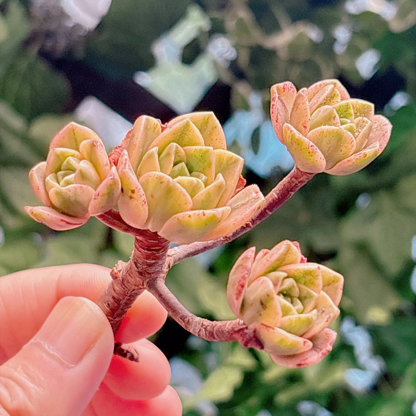 多肉植物