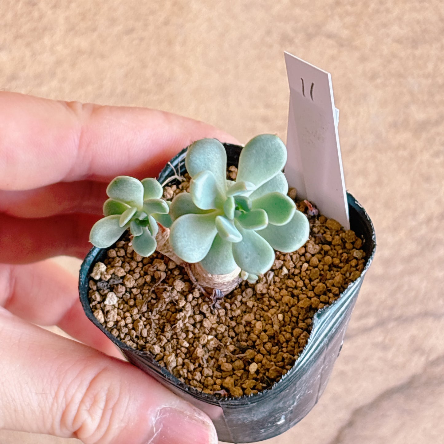 多肉植物