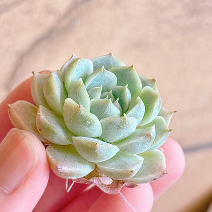 多肉植物