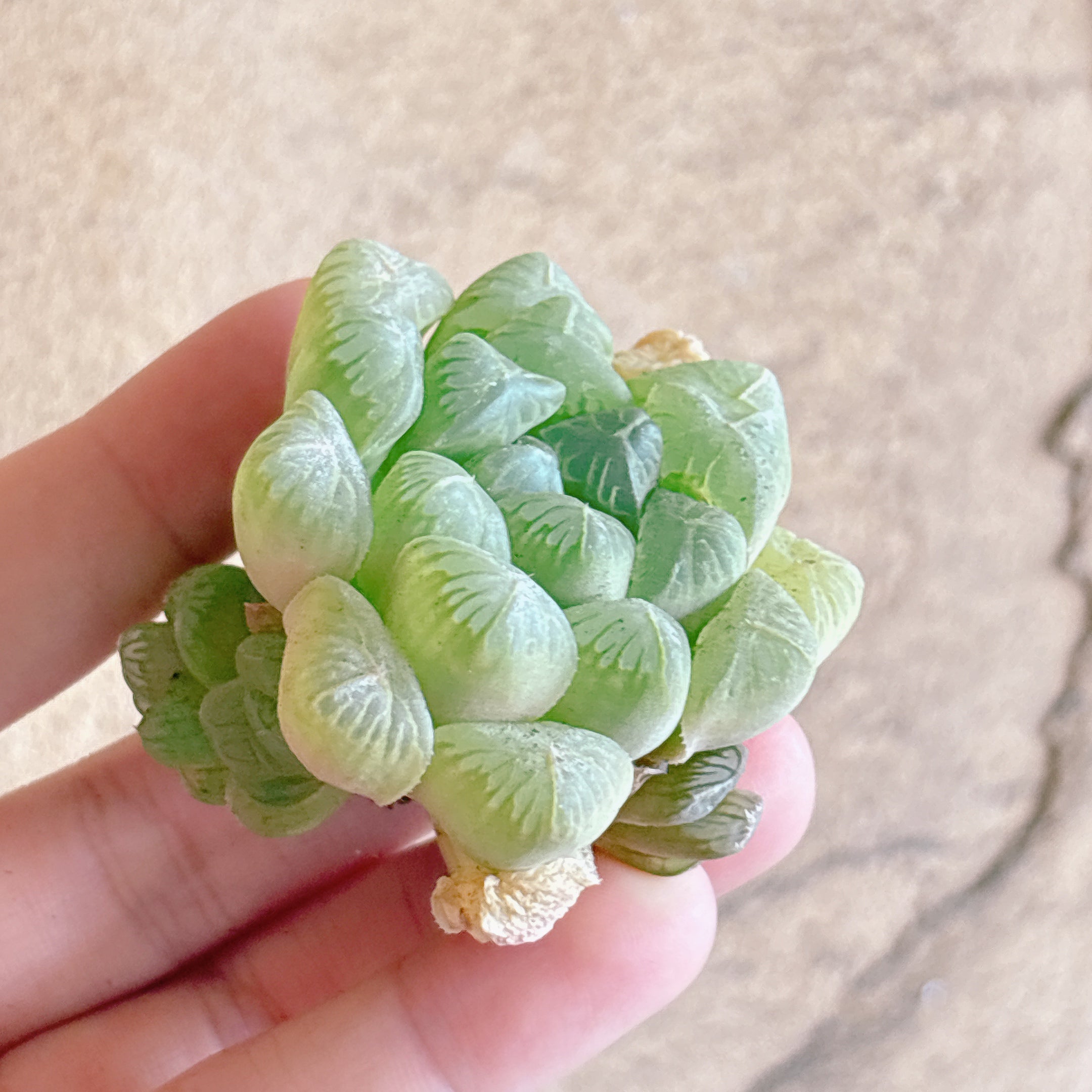 ハオルチア – Bull Succulent