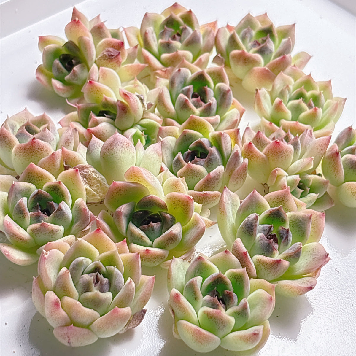 多肉植物