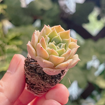 多肉植物