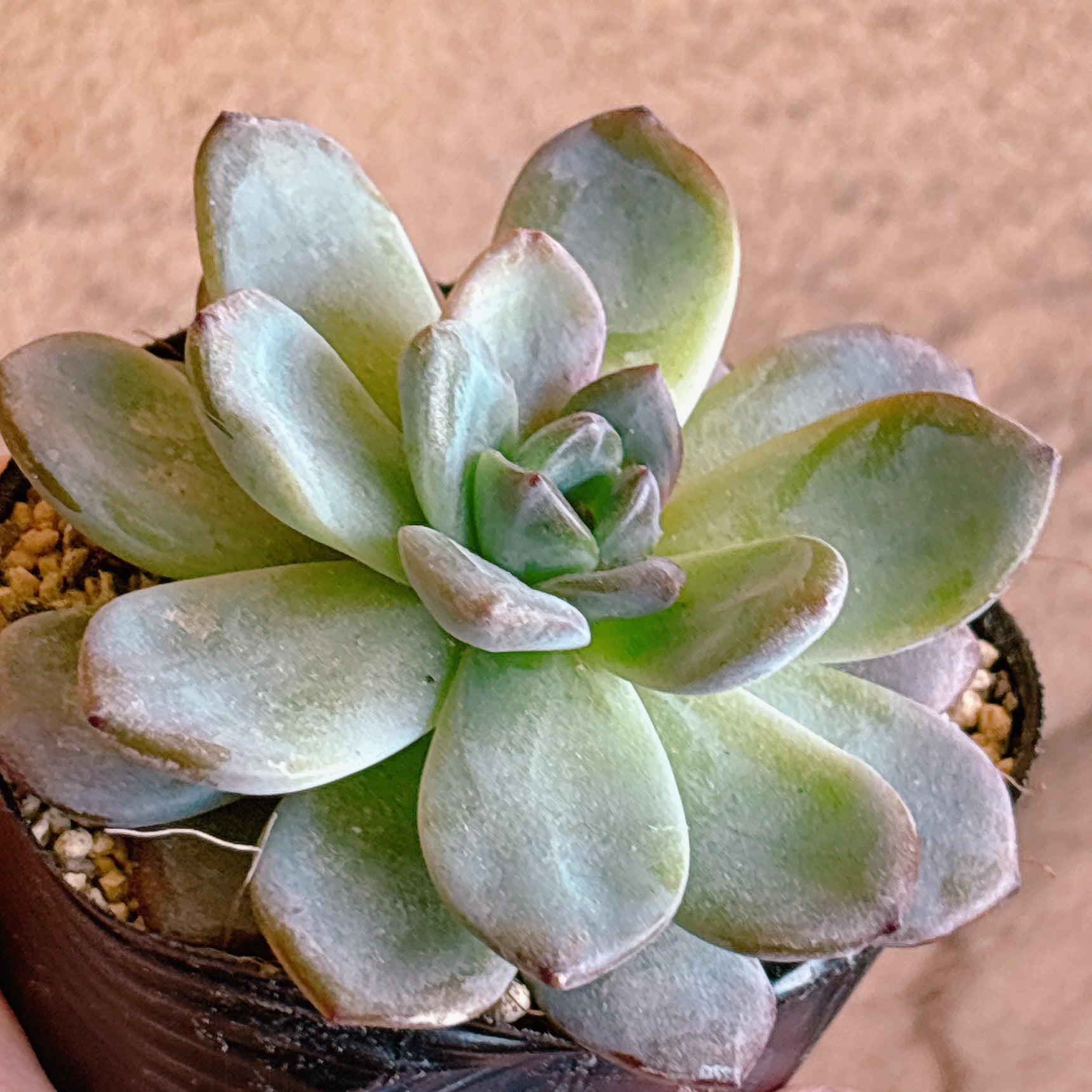 多肉植物