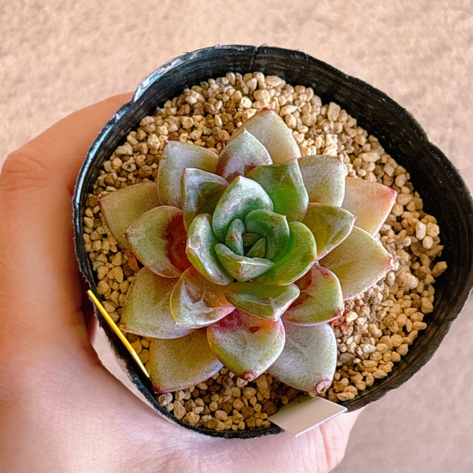 多肉植物