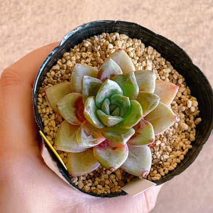 多肉植物