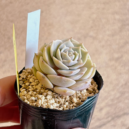 多肉植物