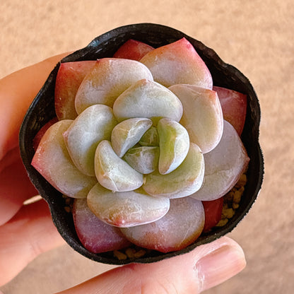 多肉植物