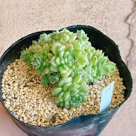 多肉植物