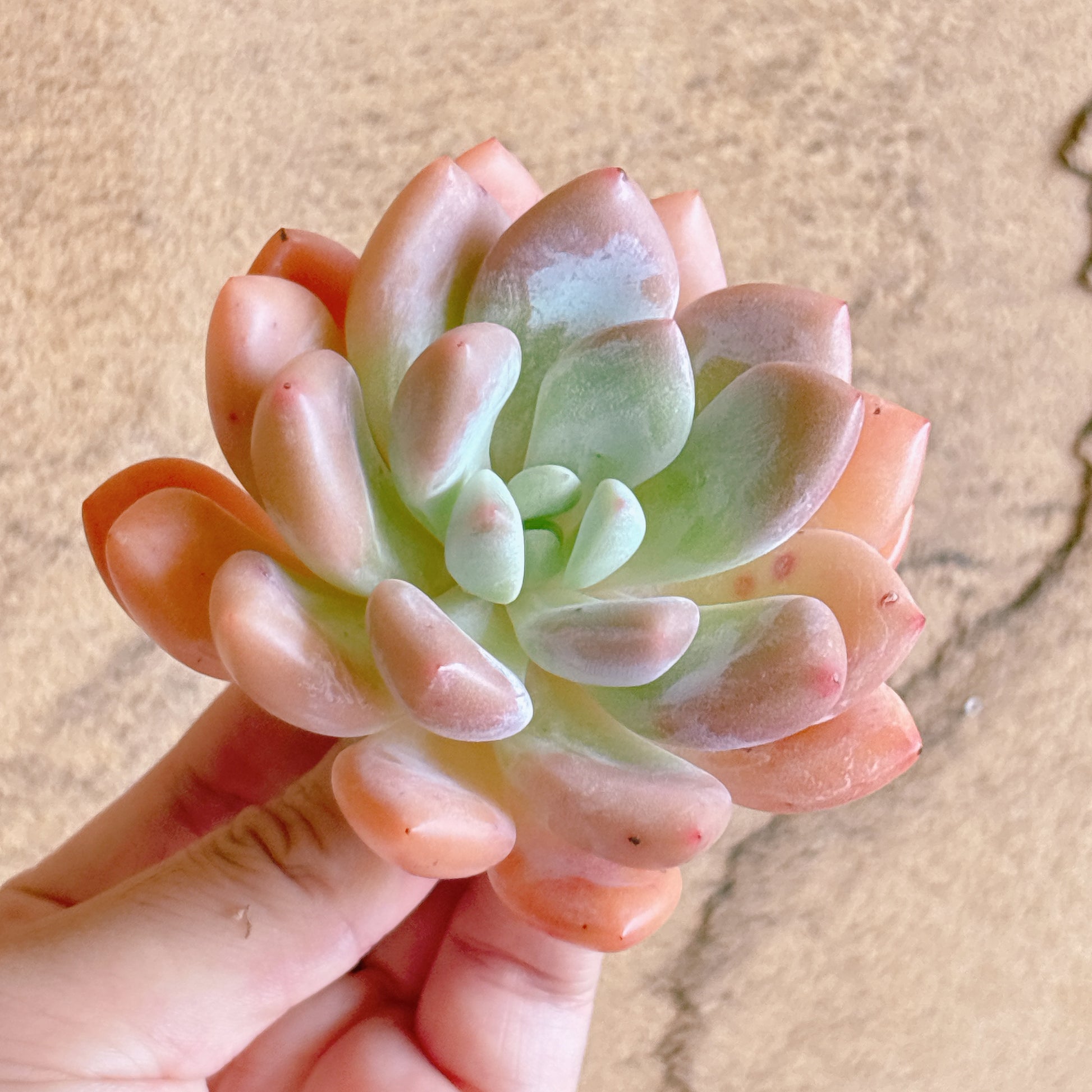 多肉植物