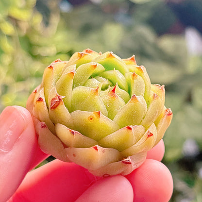 多肉植物
