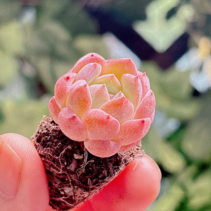 多肉植物