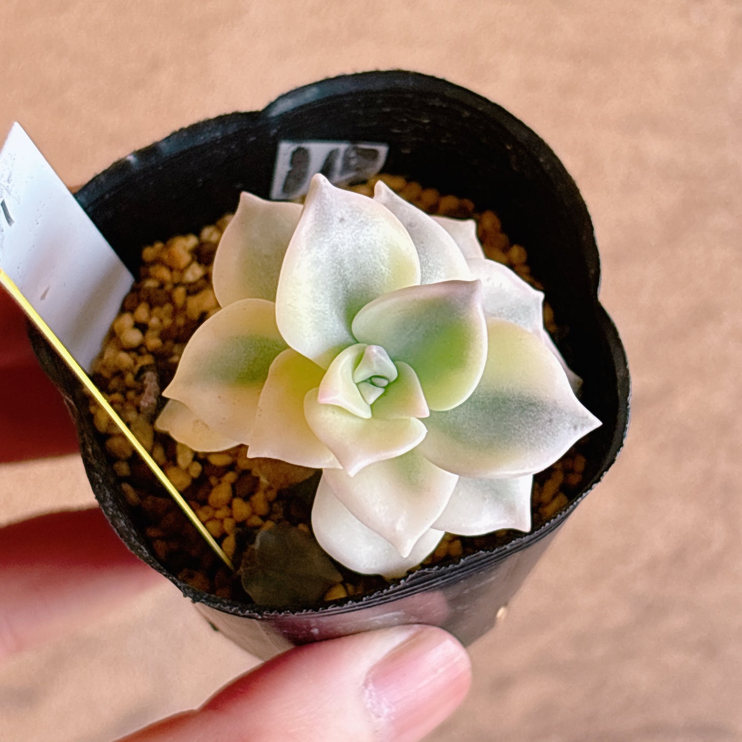 多肉植物