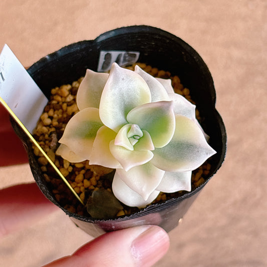 多肉植物