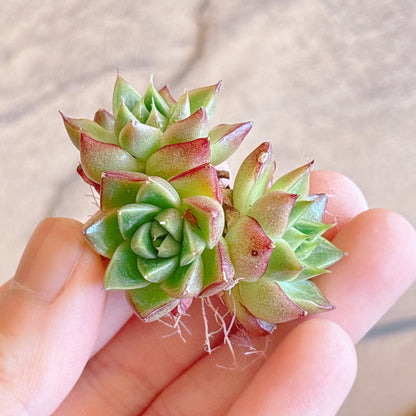 多肉植物