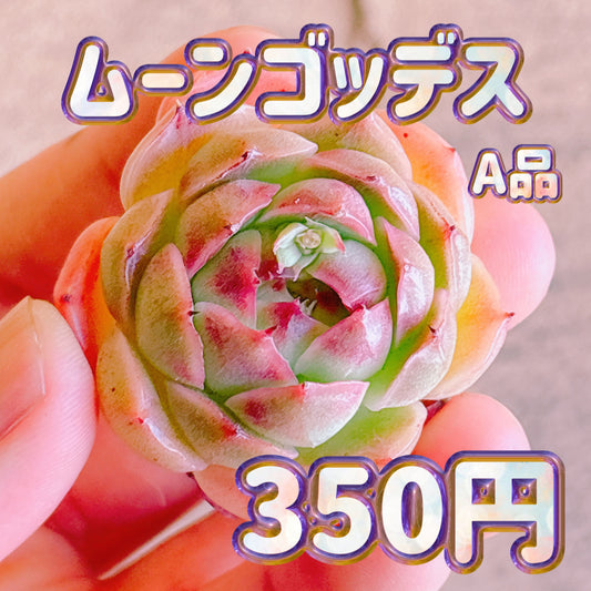 ムーンゴッデス　A品　カット苗