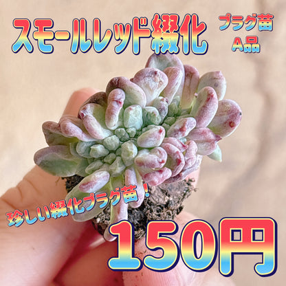 スモールレッド綴化　A品　プラグ苗