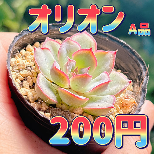 オリオン　A品　根付き苗
