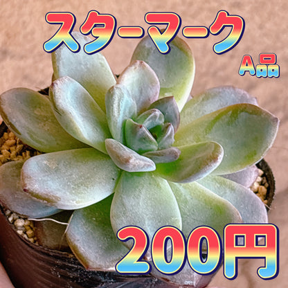 スターマーク　A品　根付き苗