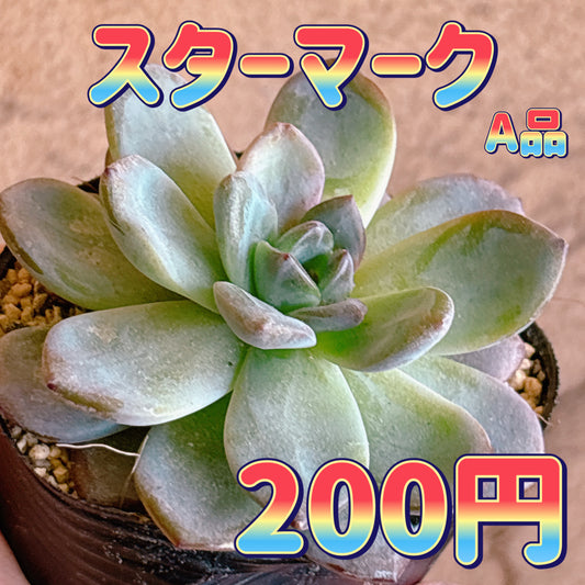 スターマーク　A品　根付き苗