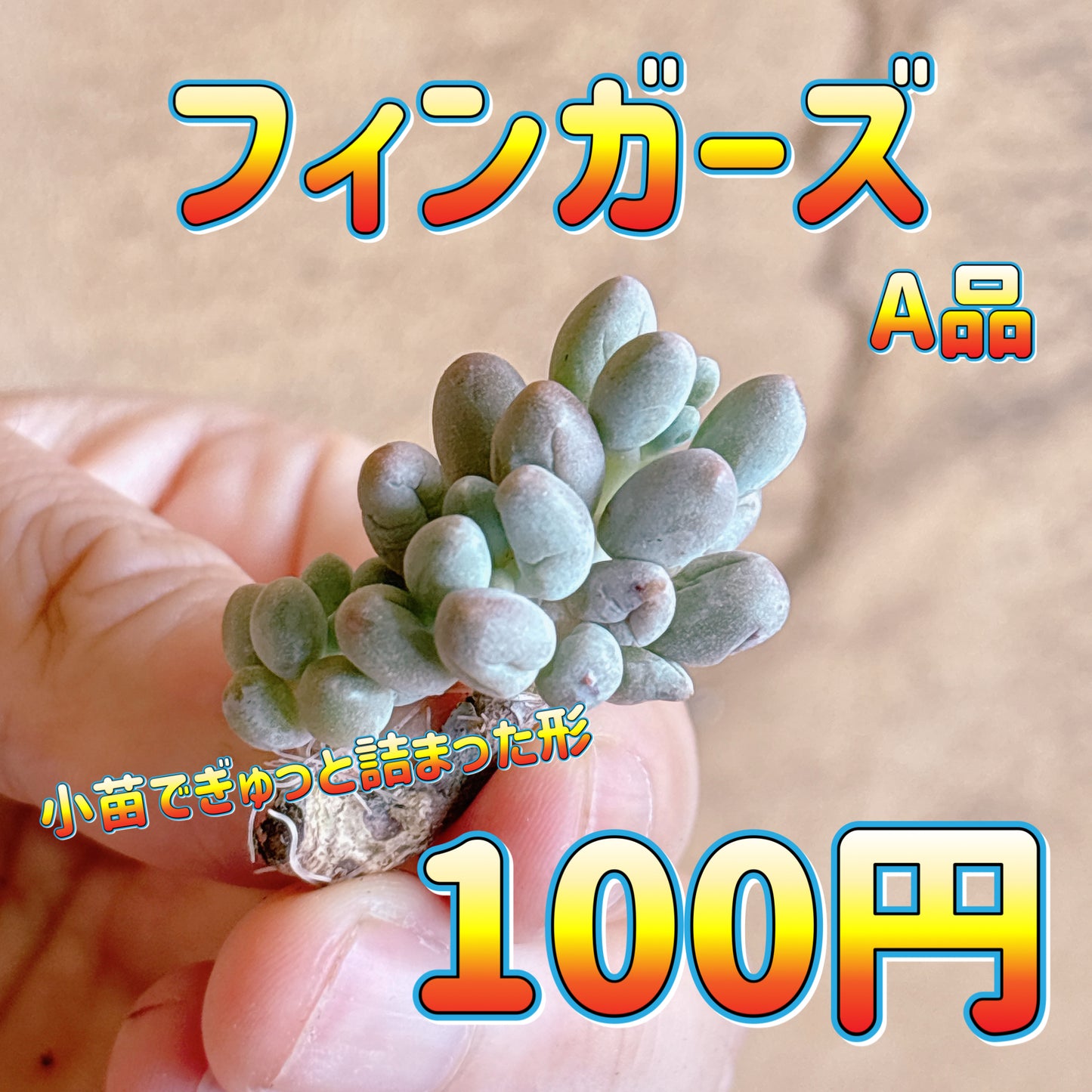 フィンガーズ　A品　カット苗