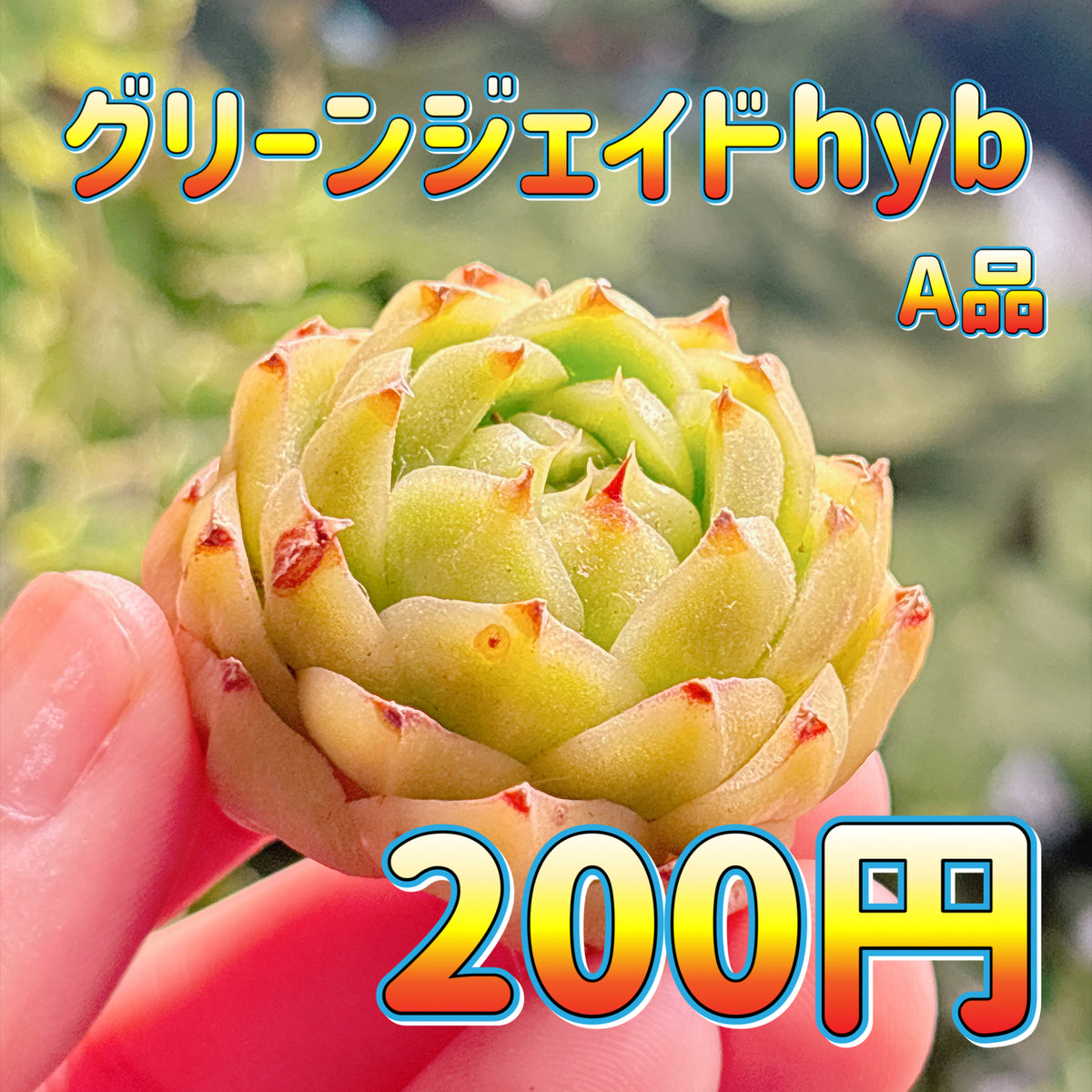 グリーンジェイドhyb　A品　カット苗