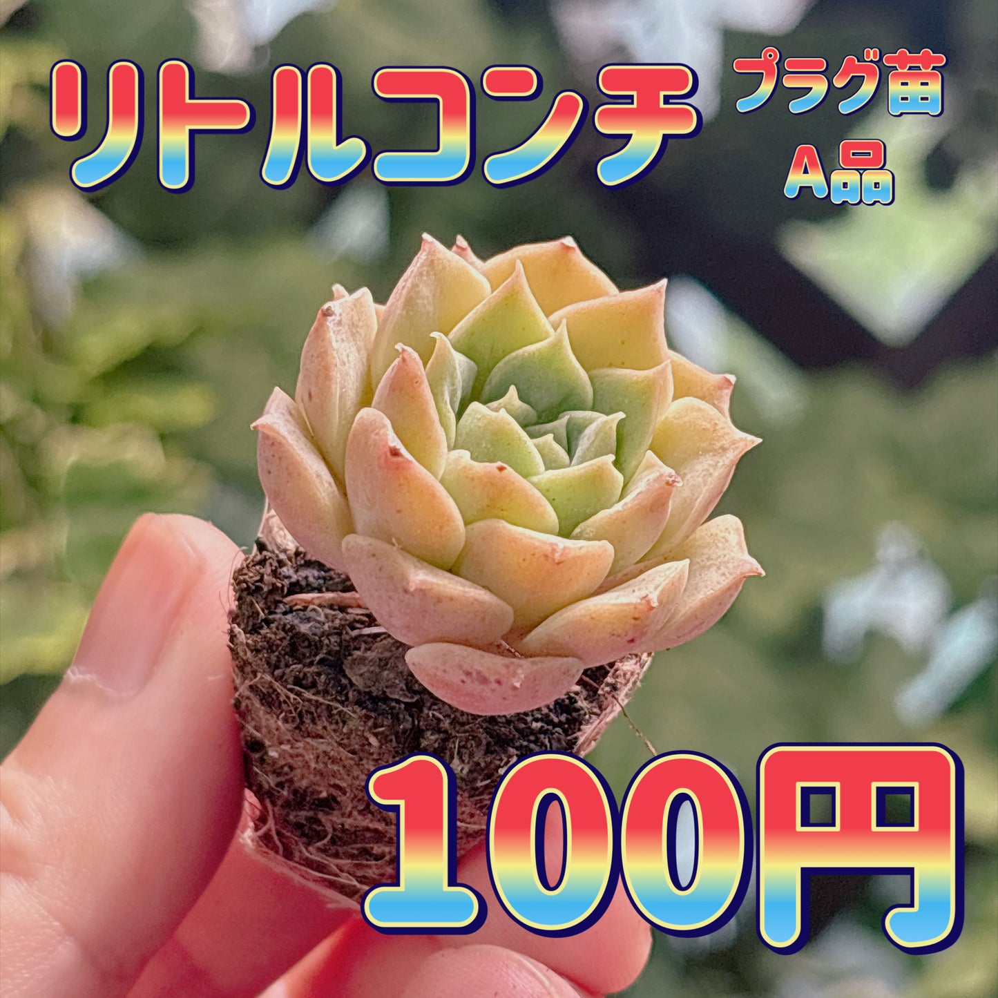 リトルコンチ　A品　プラグ苗