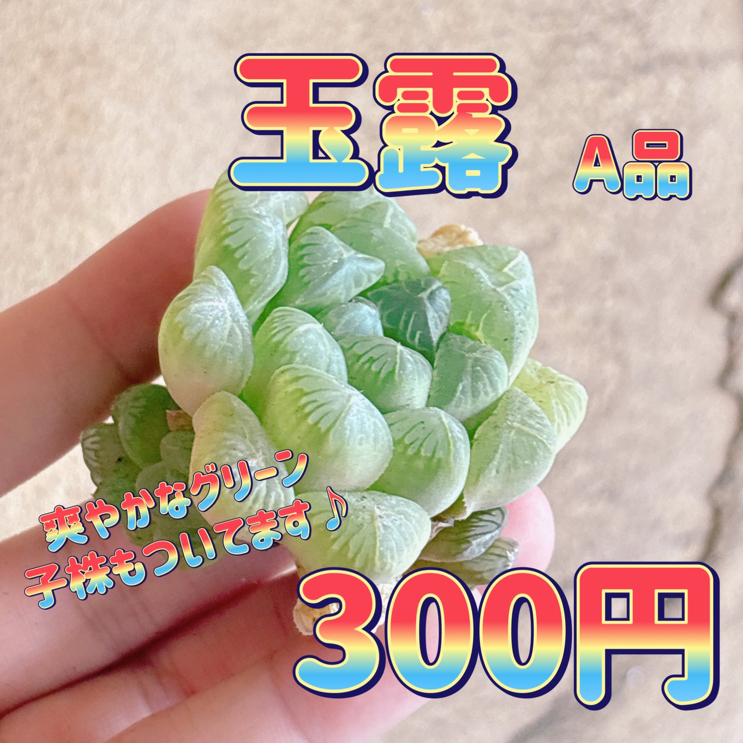 玉露　A品　カット苗