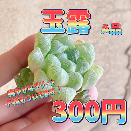 玉露　A品　カット苗