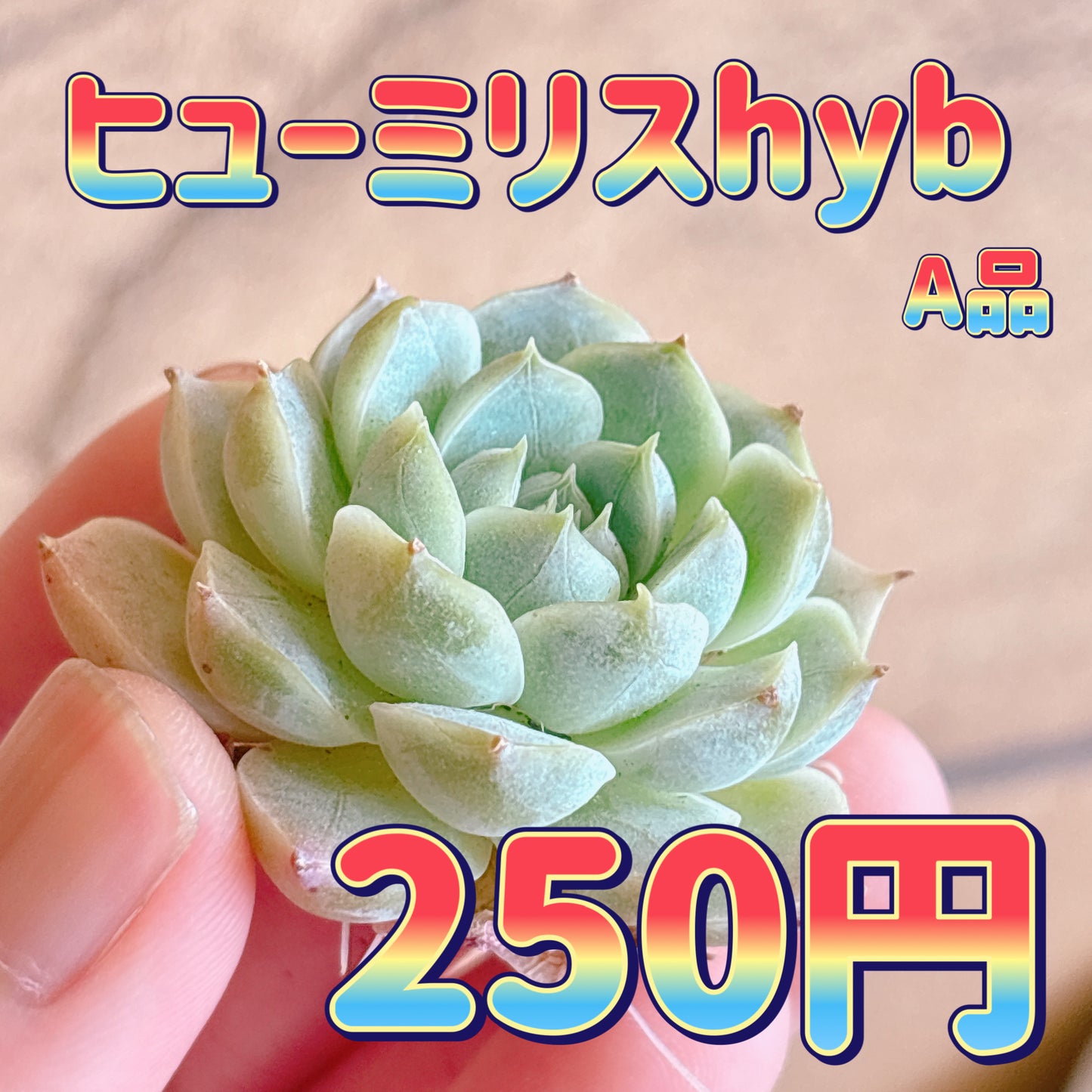 ヒューミリスhyb　A品　カット苗