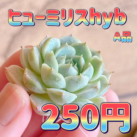 ヒューミリスhyb　A品　カット苗