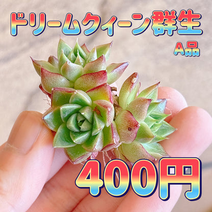 ドリームクィーン群生　A品　カット苗
