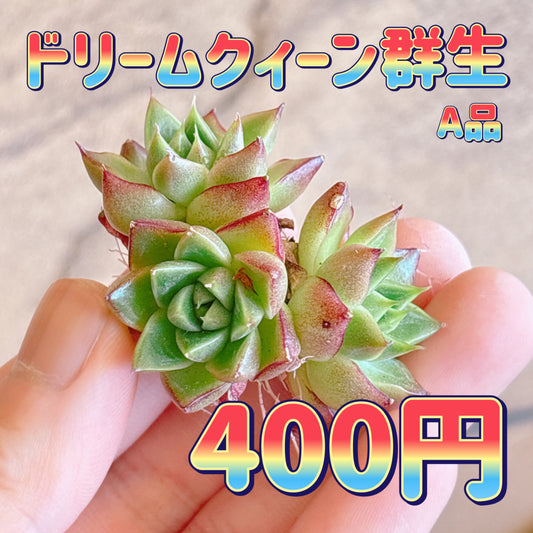ドリームクィーン群生　A品　カット苗