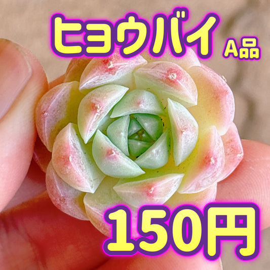 ヒョウバイ　A品　カット苗