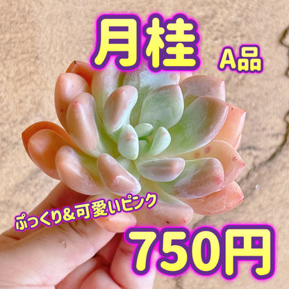 月桂　A品　カット苗