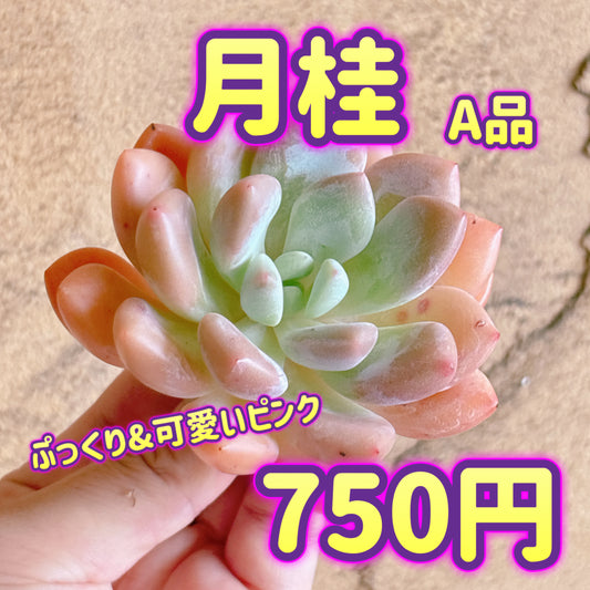 月桂　A品　カット苗