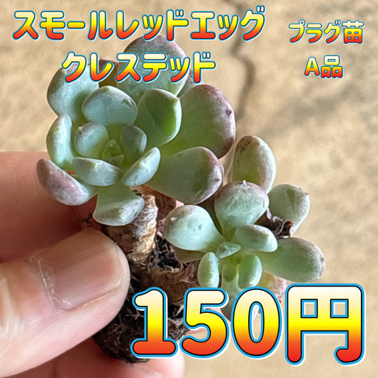 スモールレッドクレステッド　A品　プラグ苗