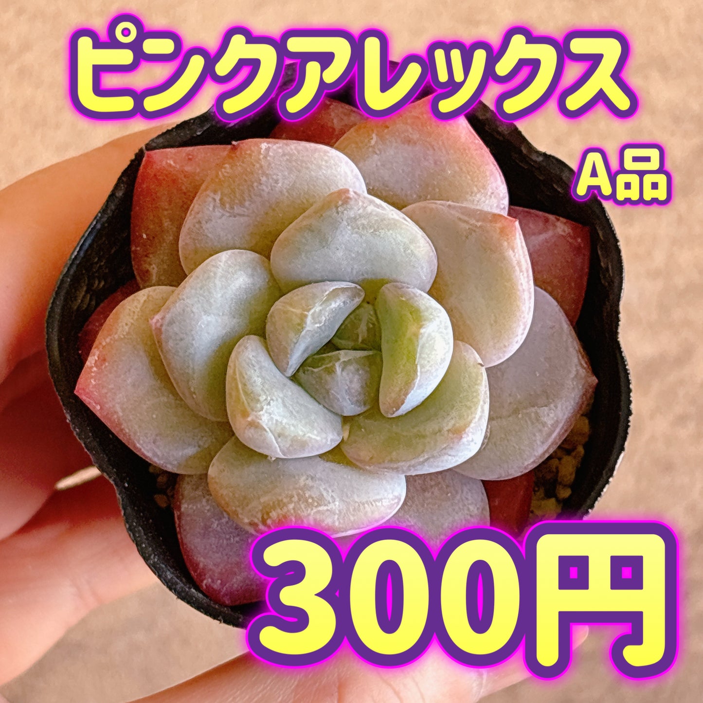 ピンクアレックス　A品　根付き苗
