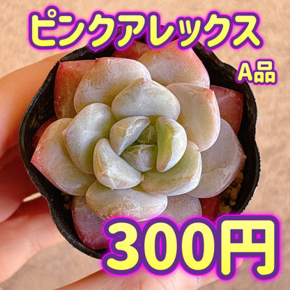 ピンクアレックス　A品　根付き苗