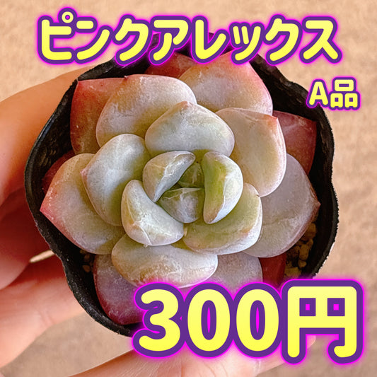 ピンクアレックス　A品　根付き苗