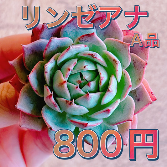 リンゼアナ　A品　カット苗