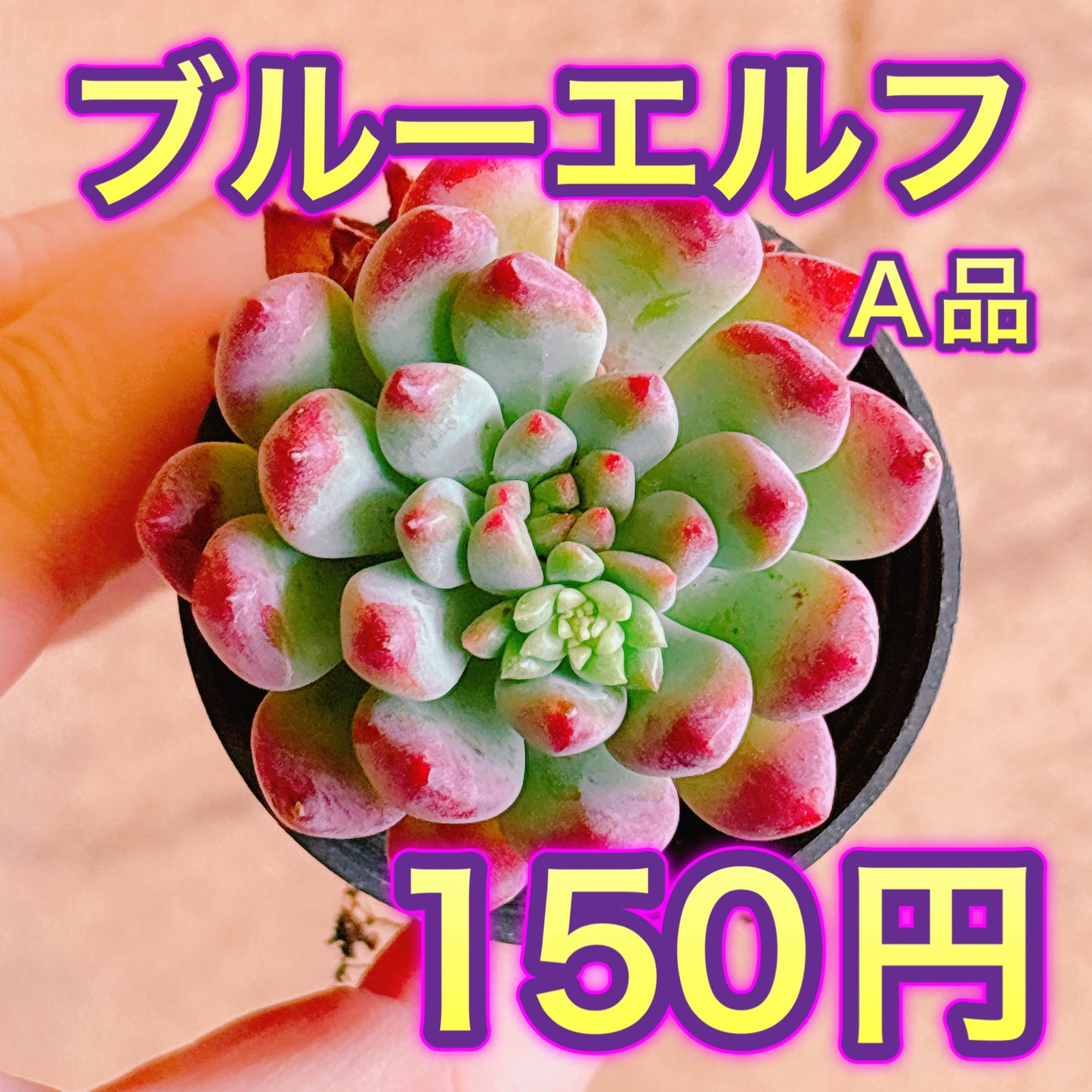 ブルーエルフ　A品　根付き苗