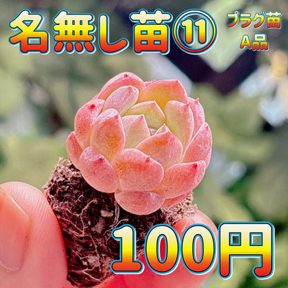 名無し苗１１　A品　プラグ苗