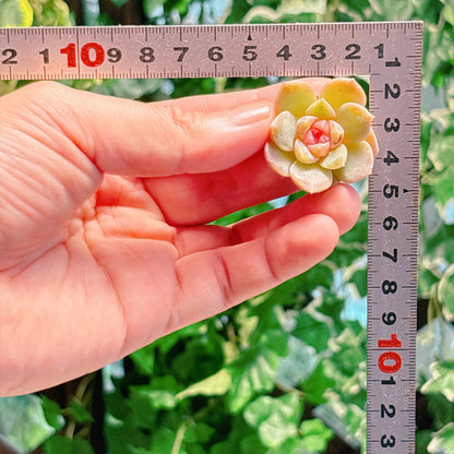 トワイライトローズ　A品　カット苗