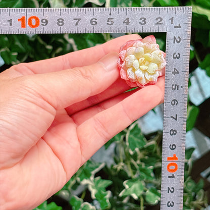 フロスティング　A品　カット苗