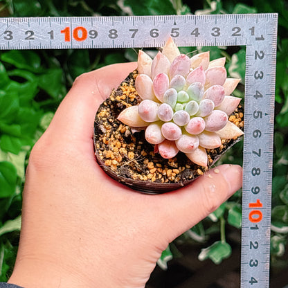エンジェルスフィンガー　特級品　根付き苗