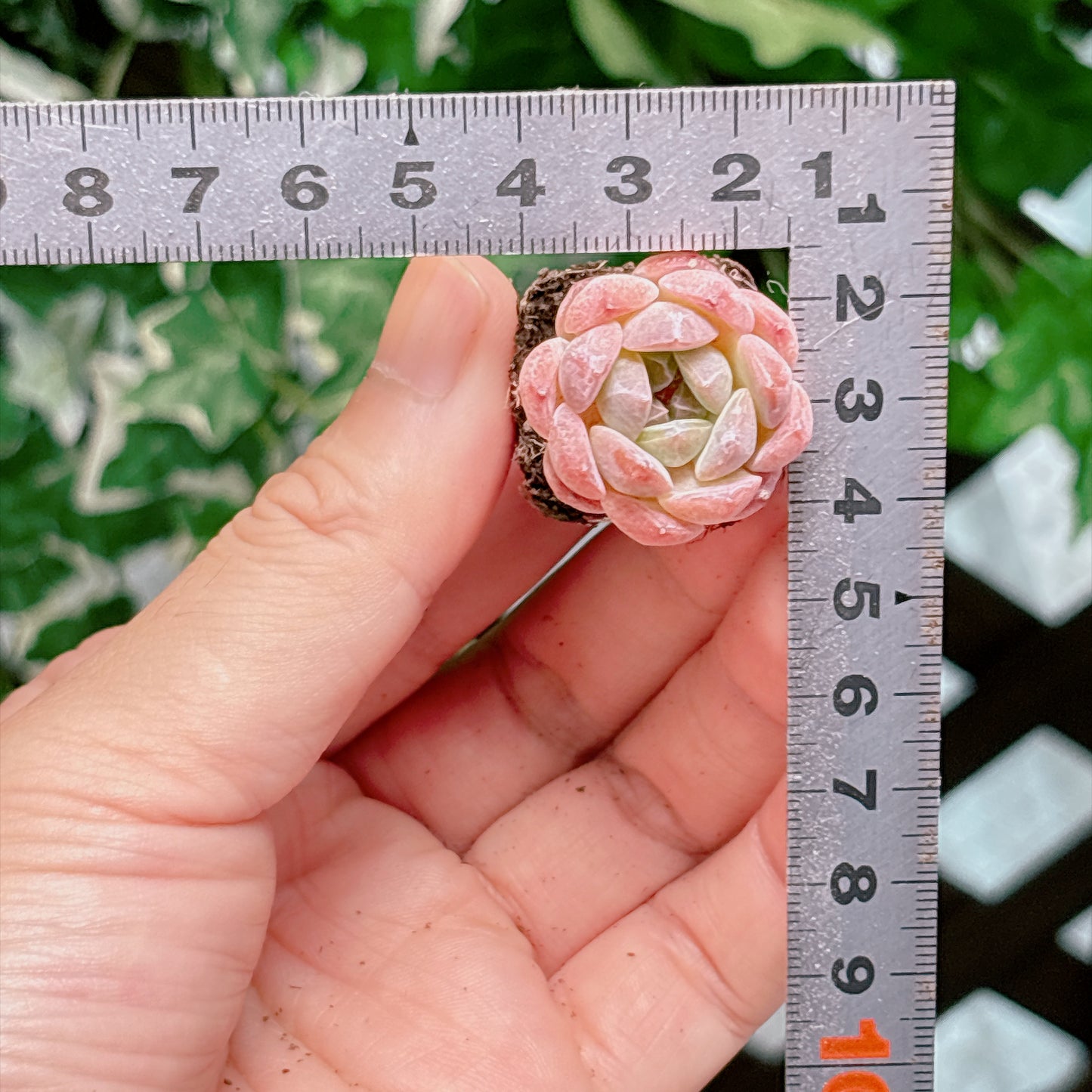 名無し苗１１　A品　プラグ苗